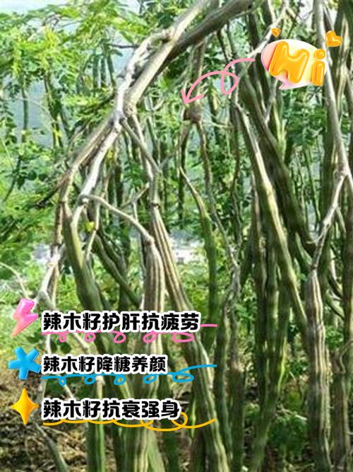 辣木树怎么种？视频教你轻松上手！-第3张图片-宁夏农业信息网