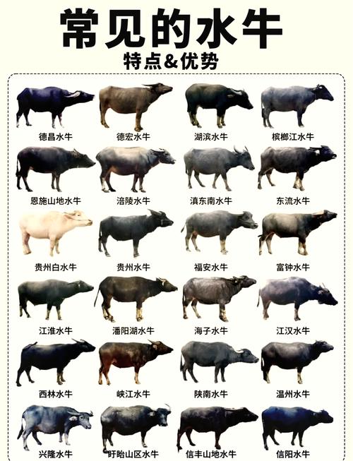 常见牛品种有哪些？-第1张图片-宁夏农业信息网