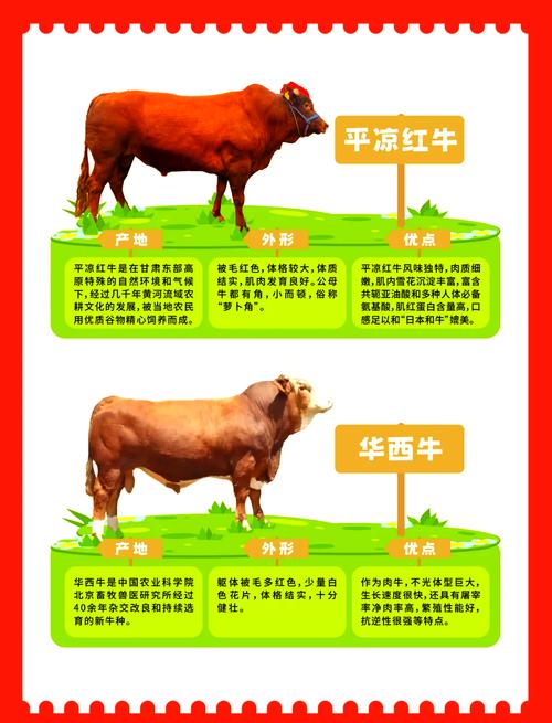 常见牛品种有哪些？-第3张图片-宁夏农业信息网