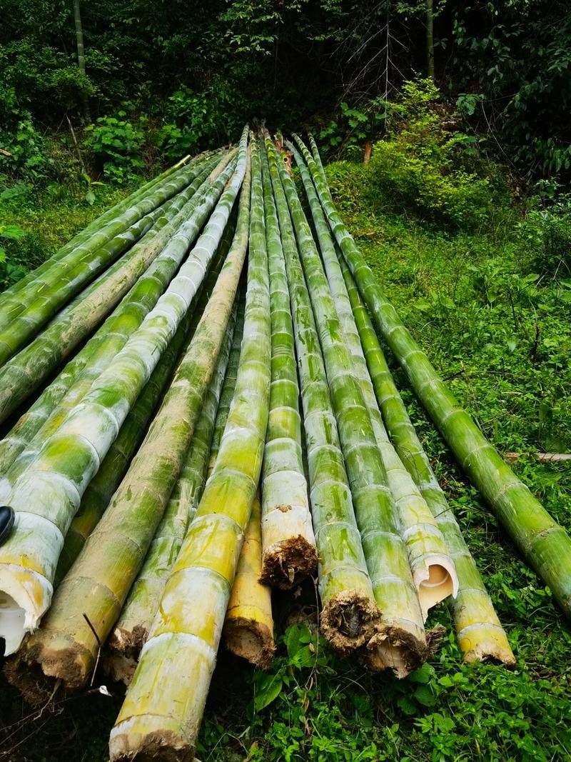 造纸常用竹子品种有哪些？-第1张图片-宁夏农业信息网