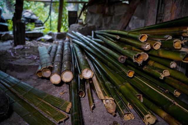 造纸常用竹子品种有哪些？-第2张图片-宁夏农业信息网