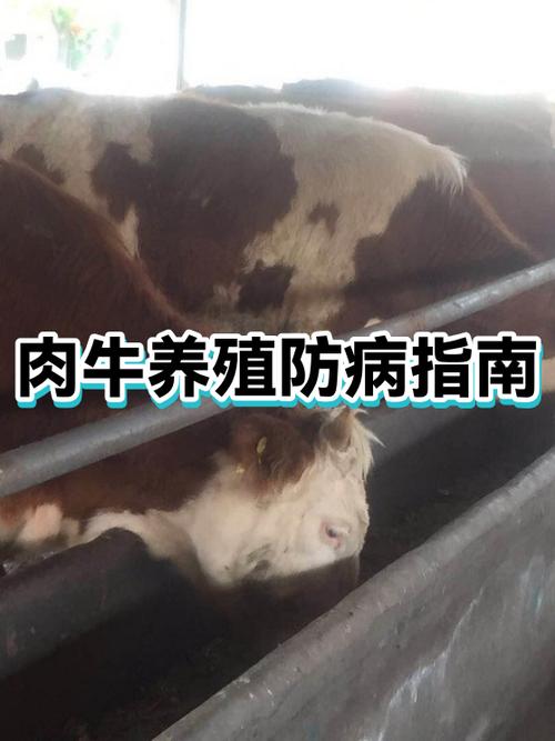 肉牛常见病如何有效治疗？-第1张图片-宁夏农业信息网