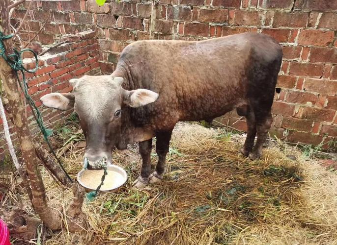 肉牛常见病如何有效治疗？-第2张图片-宁夏农业信息网