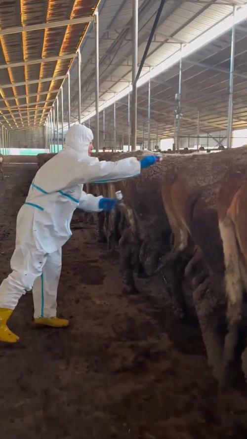 肉牛常见病如何有效治疗？-第3张图片-宁夏农业信息网