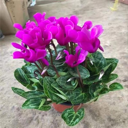 萝卜海棠花怎么养才好？-第2张图片-宁夏农业信息网