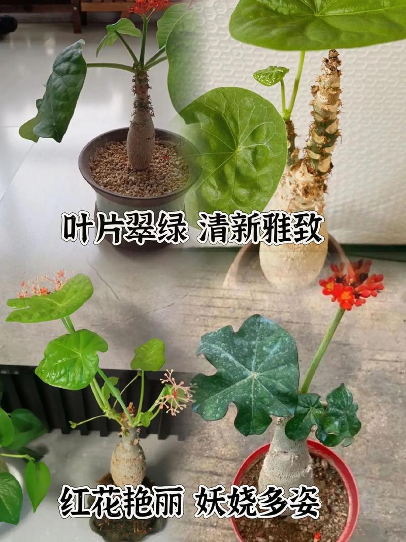 萝卜海棠花怎么养才好？-第3张图片-宁夏农业信息网