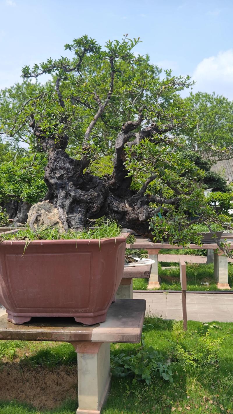 哪些盆景品种最具收藏与投资价值？-第3张图片-宁夏农业信息网