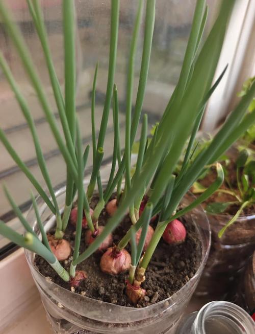 粉葱啥时候种？怎么种才好？-第1张图片-宁夏农业信息网