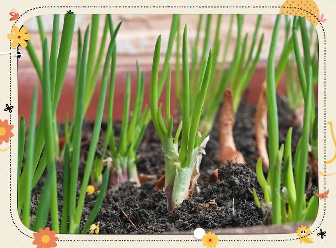 粉葱啥时候种？怎么种才好？-第2张图片-宁夏农业信息网