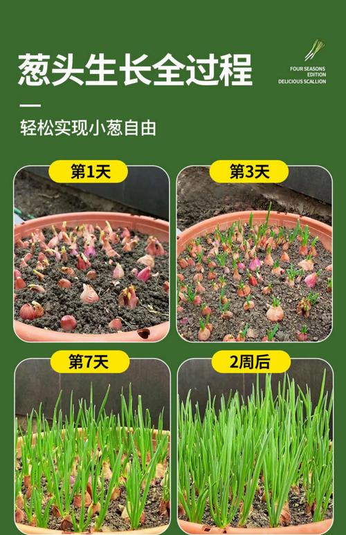 粉葱啥时候种？怎么种才好？-第3张图片-宁夏农业信息网