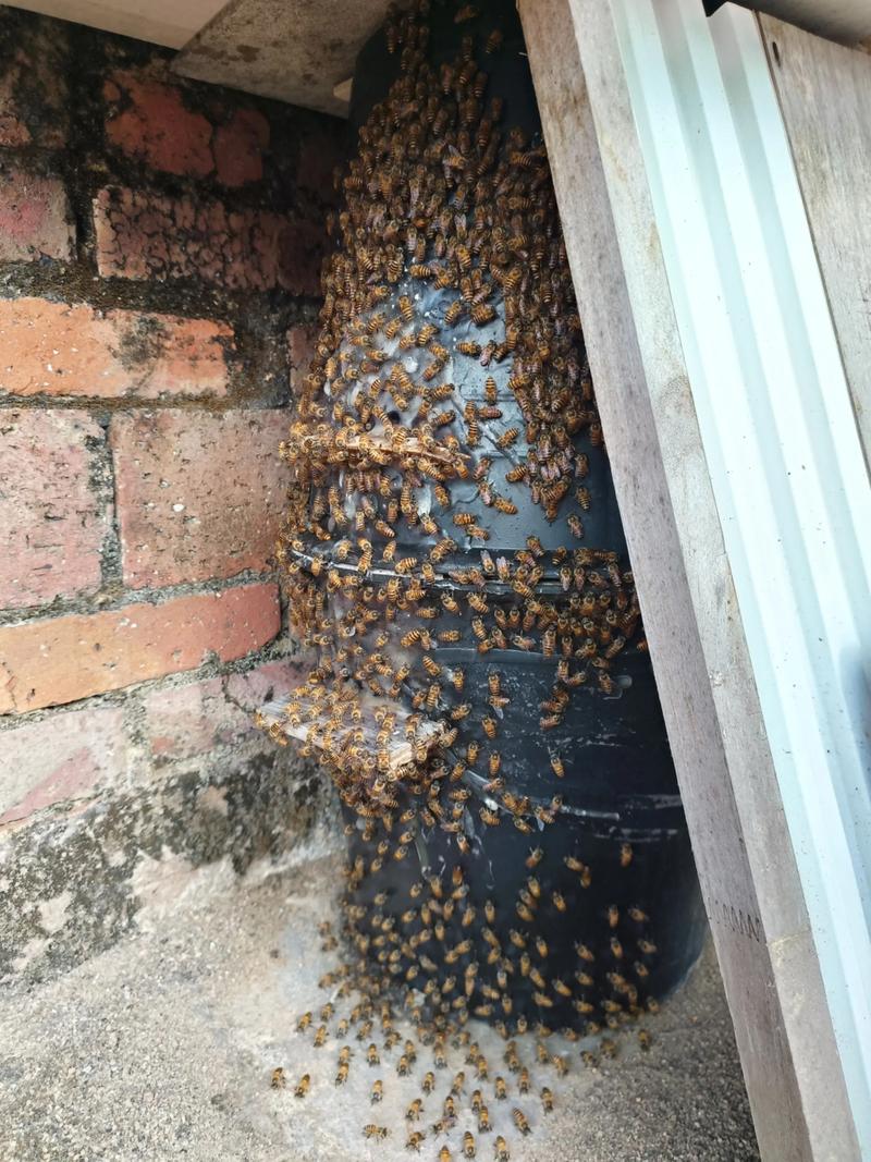 野外蜜碟如何高效诱引蜜蜂?-第1张图片-宁夏农业信息网 野外蜜碟如何高效诱引蜜蜂?-第1张图片-宁夏农业信息网