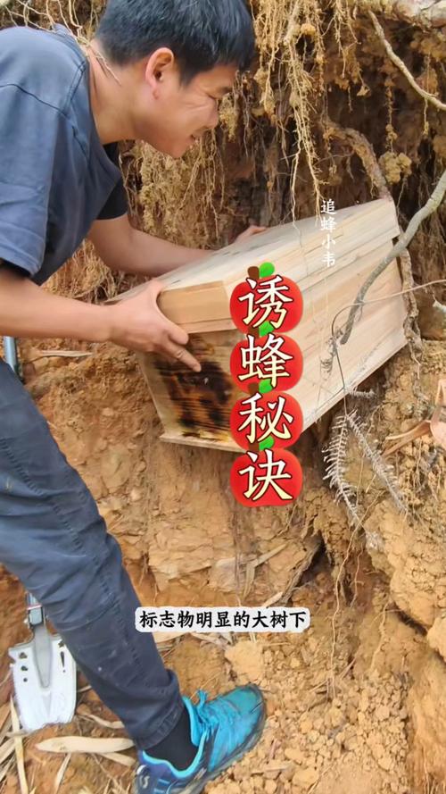 野外蜜碟如何高效诱引蜜蜂?-第2张图片-宁夏农业信息网 野外蜜碟如何高效诱引蜜蜂?-第2张图片-宁夏农业信息网