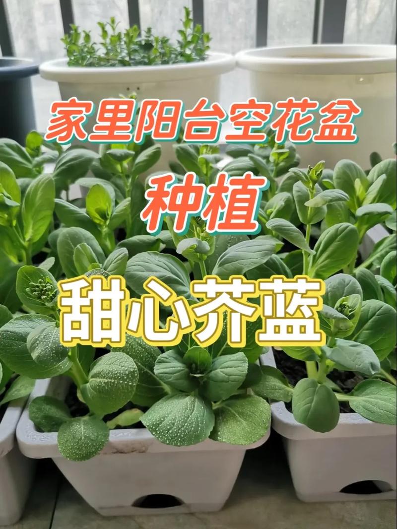 蓝菜怎么种？附图片详解种植方法-第2张图片-宁夏农业信息网