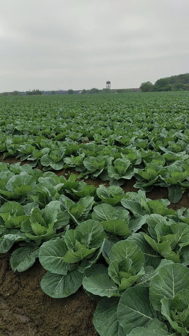 蓝菜怎么种？附图片详解种植方法-第1张图片-宁夏农业信息网