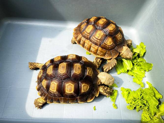 什么品种乌龟市场好卖？-第1张图片-宁夏农业信息网