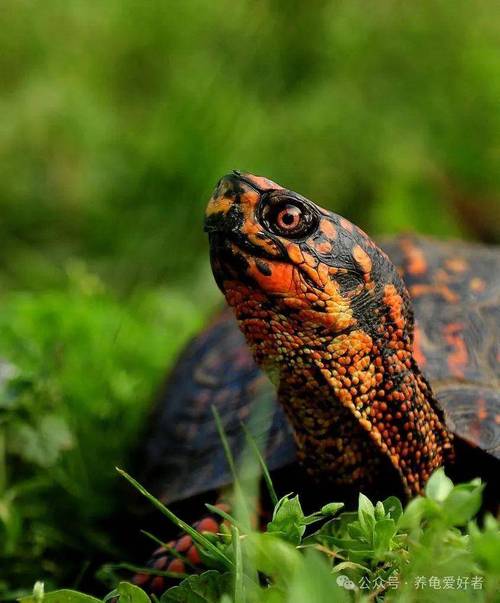 什么品种乌龟市场好卖？-第2张图片-宁夏农业信息网