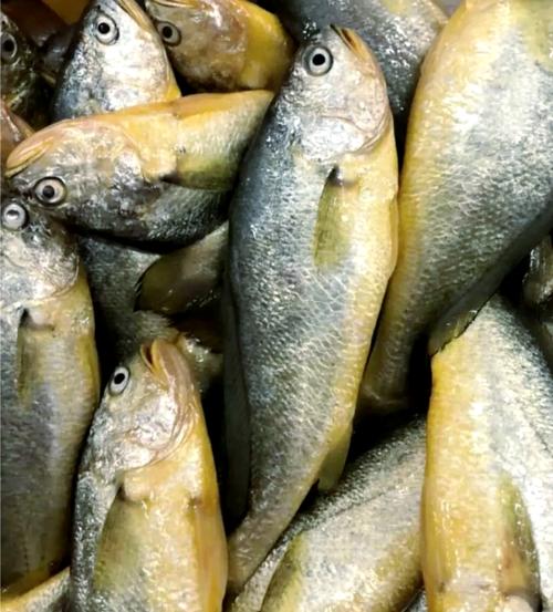 野生黄瓜鱼到底有多少品种?-第1张图片-宁夏农业信息网 野生黄瓜鱼到底有多少品种?-第1张图片-宁夏农业信息网