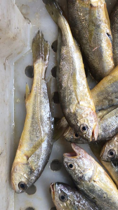 野生黄瓜鱼到底有多少品种?-第2张图片-宁夏农业信息网 野生黄瓜鱼到底有多少品种?-第2张图片-宁夏农业信息网