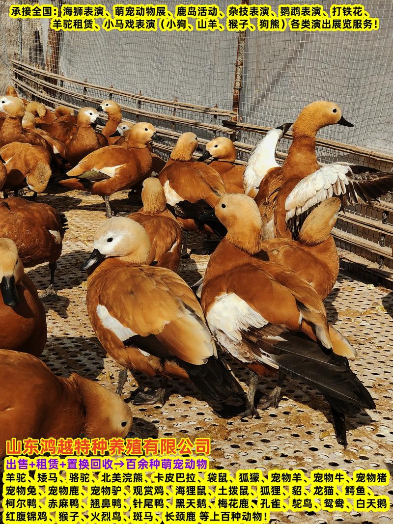 特种养殖品种有哪些？视频带你全了解！-第2张图片-宁夏农业信息网