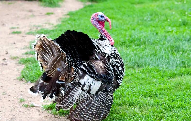 特种养殖品种有哪些？视频带你全了解！-第3张图片-宁夏农业信息网