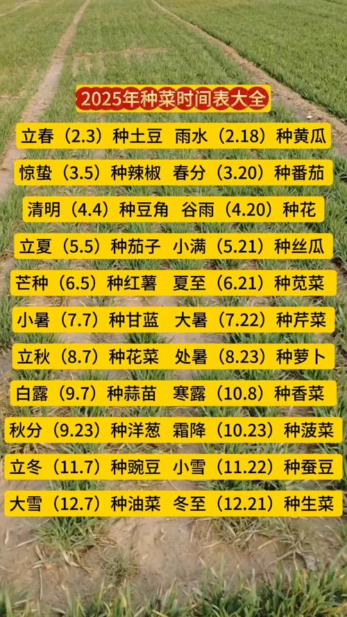 广东菜何时种？怎么种？-第2张图片-宁夏农业信息网