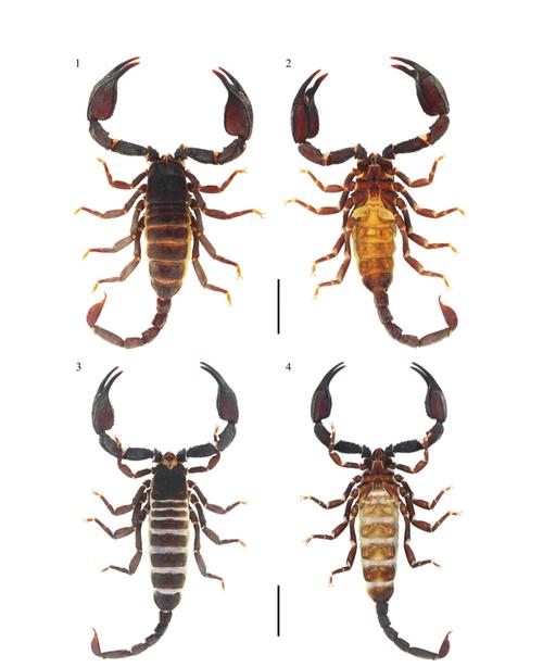 山上蝎子是何品种？-第2张图片-宁夏农业信息网