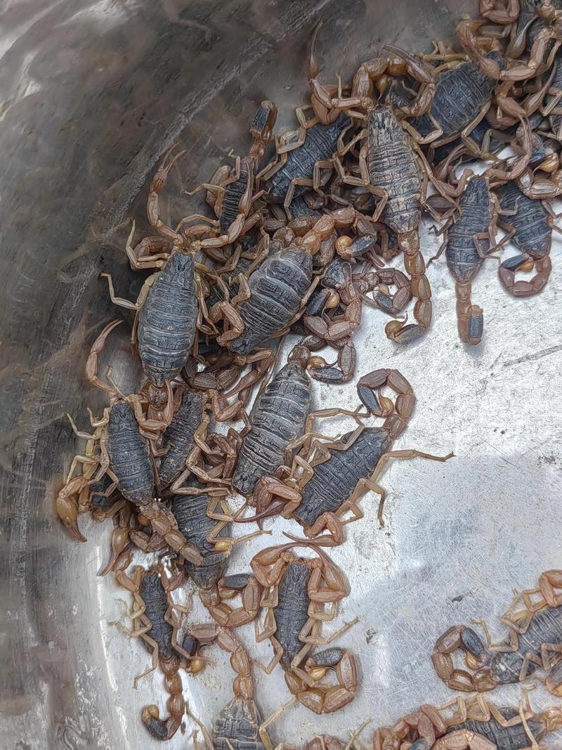 山上蝎子是何品种？-第1张图片-宁夏农业信息网