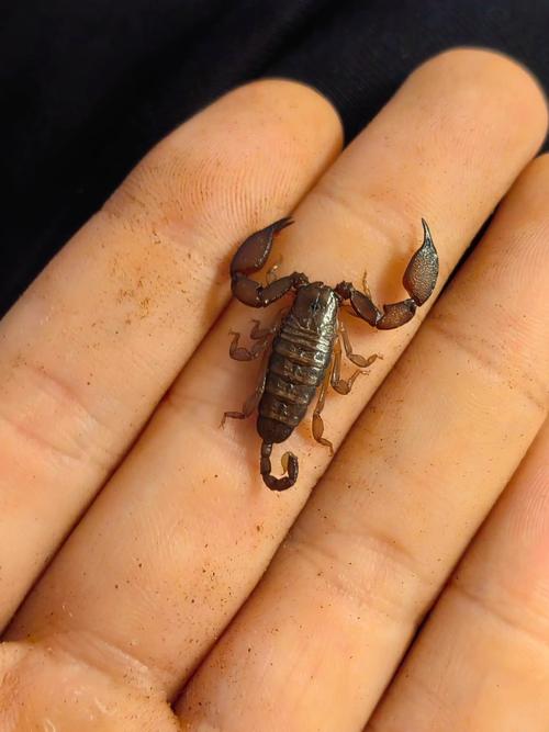 山上蝎子是何品种？-第3张图片-宁夏农业信息网