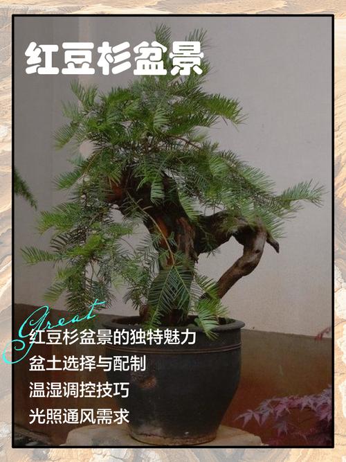 红豆杉怎么种才正确？-第2张图片-宁夏农业信息网