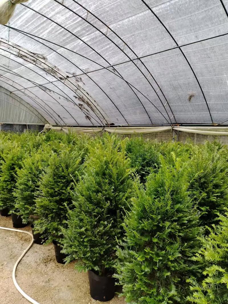 红豆杉怎么种才正确？-第3张图片-宁夏农业信息网