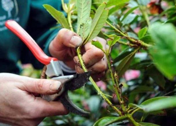 金银花压条扦插怎么操作？-第1张图片-宁夏农业信息网