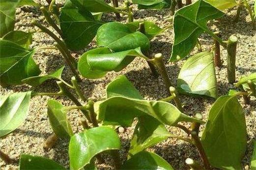 金银花压条扦插怎么操作？-第3张图片-宁夏农业信息网