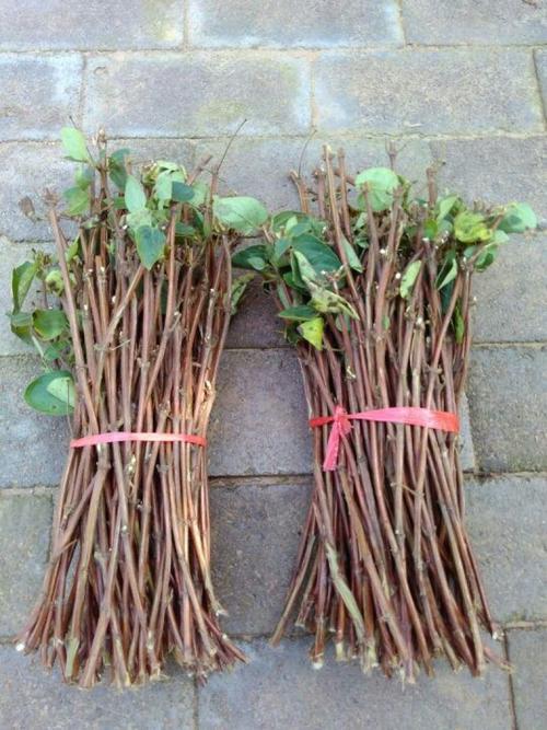 金银花压条扦插怎么操作？-第2张图片-宁夏农业信息网