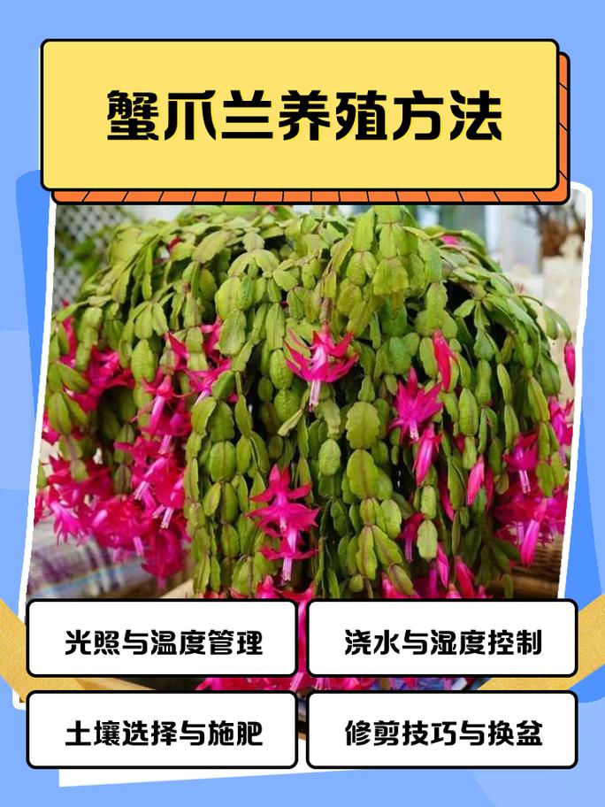 蟹爪兰栽培有哪些难点？-第2张图片-宁夏农业信息网