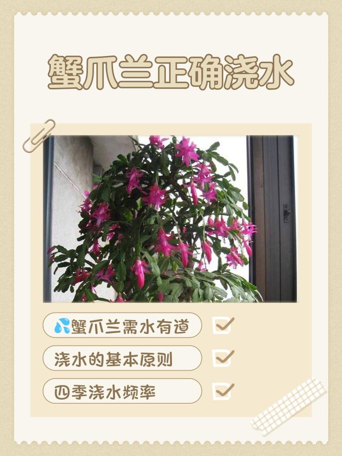 蟹爪兰栽培有哪些难点？-第3张图片-宁夏农业信息网