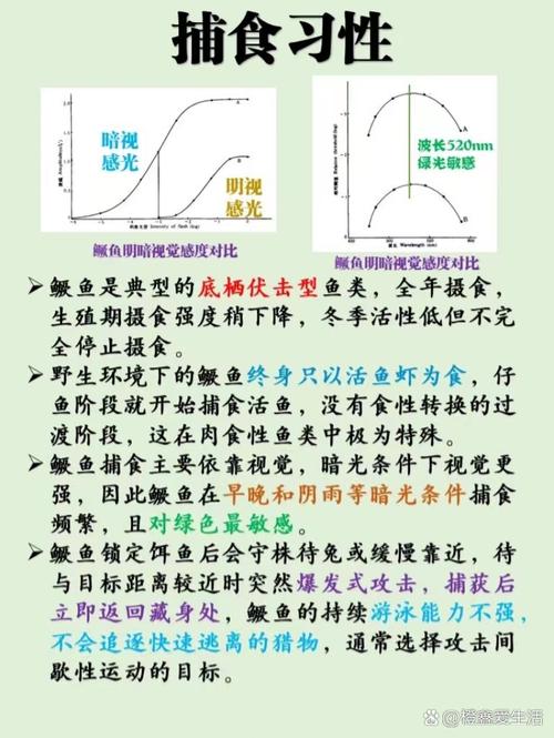 鳜鱼养殖哪个品种效益高？-第1张图片-宁夏农业信息网