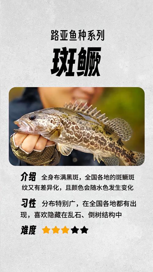 鳜鱼养殖哪个品种效益高？-第2张图片-宁夏农业信息网