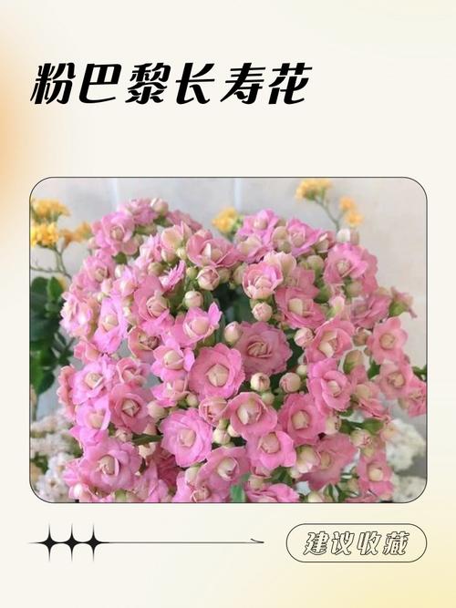 巴黎长寿花有哪些常见品种?-第1张图片-宁夏农业信息网 巴黎长寿花有哪些常见品种?-第1张图片-宁夏农业信息网