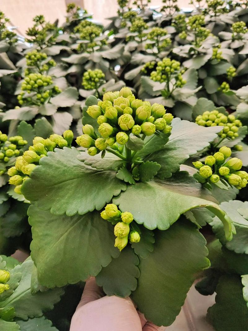 巴黎长寿花有哪些常见品种?-第2张图片-宁夏农业信息网 巴黎长寿花有哪些常见品种?-第2张图片-宁夏农业信息网