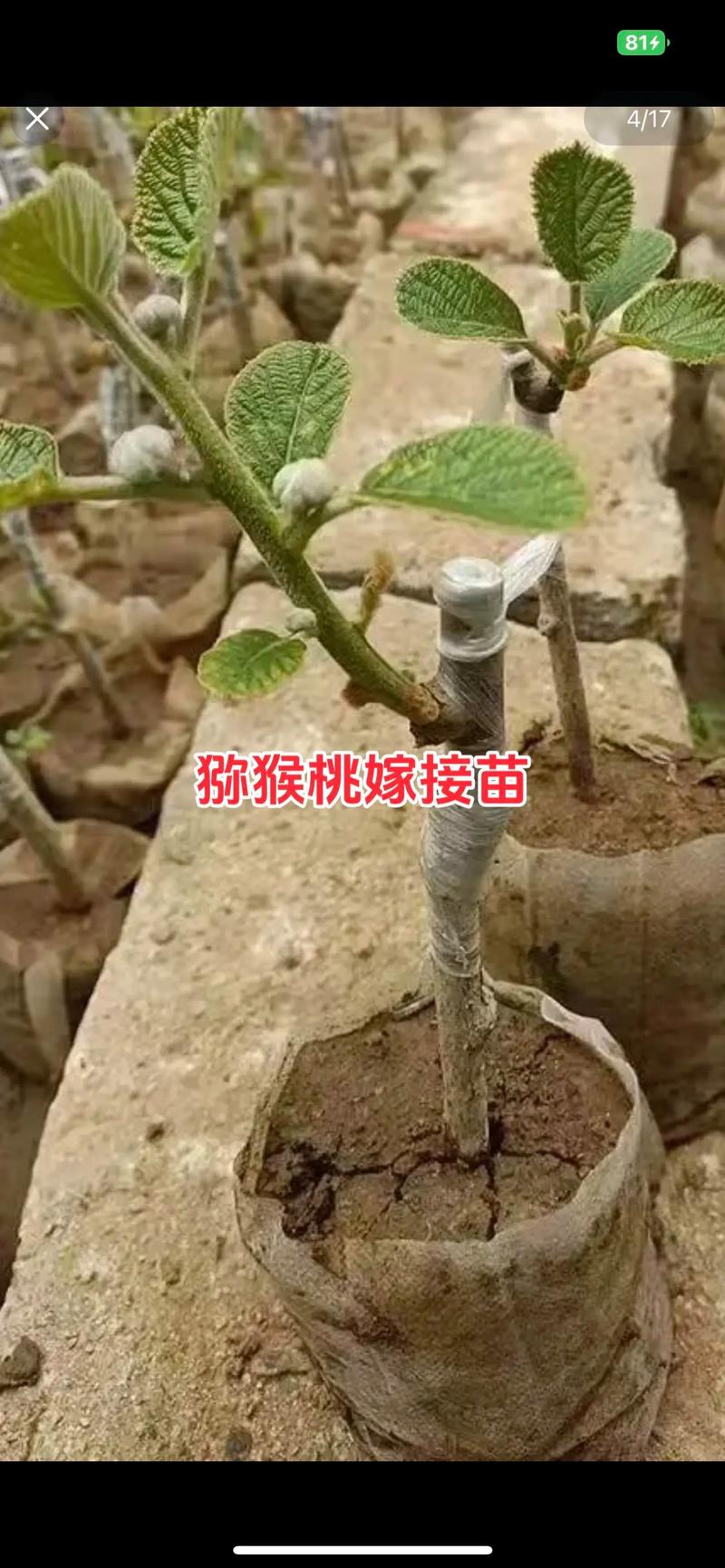 猕猴桃树苗如何高效繁殖？-第1张图片-宁夏农业信息网