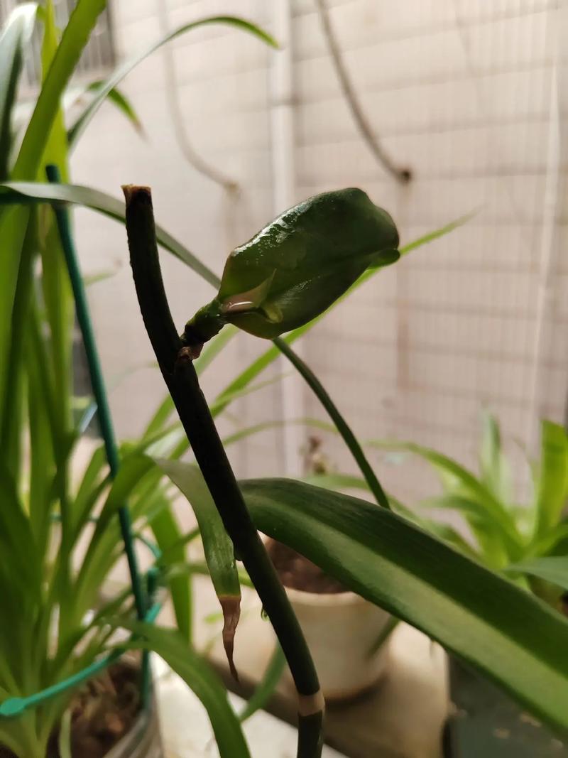 蝴蝶兰怎么正确发芽？-第2张图片-宁夏农业信息网