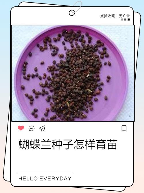 蝴蝶兰怎么正确发芽？-第1张图片-宁夏农业信息网