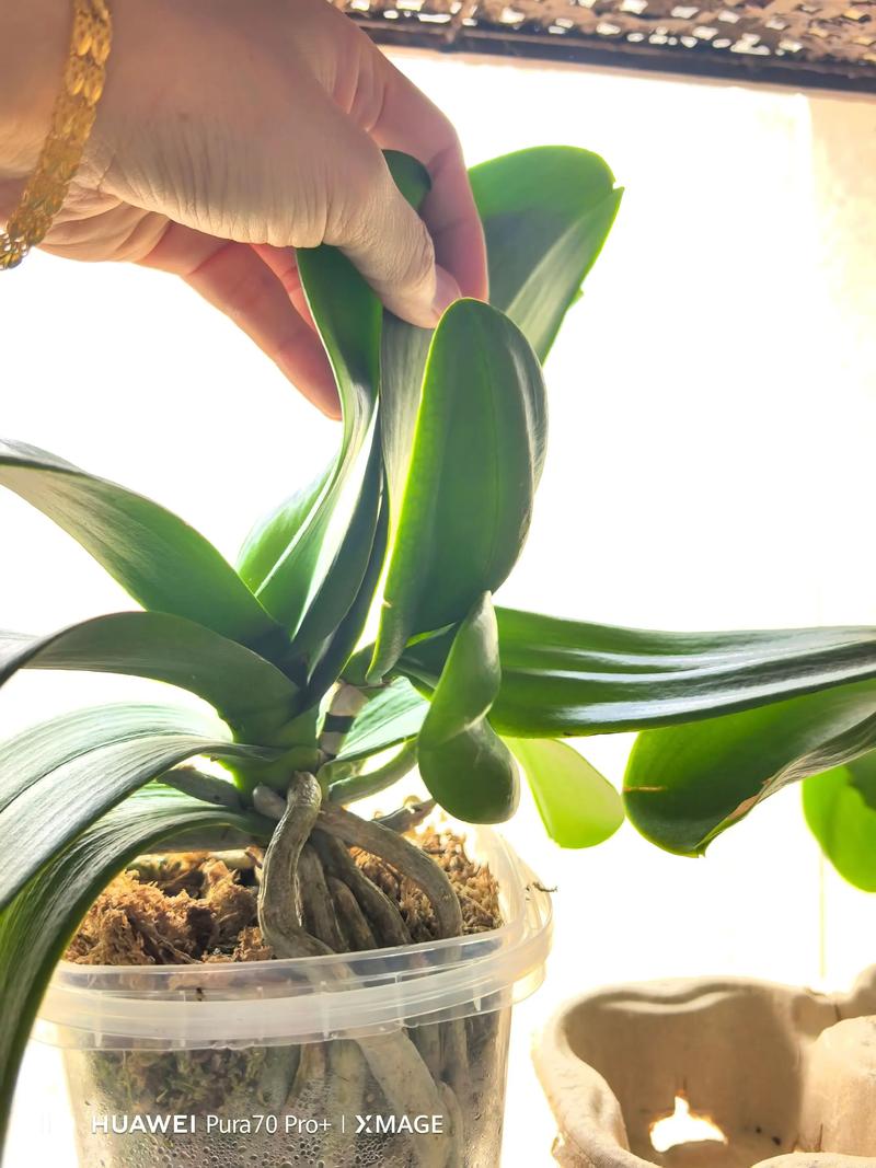 蝴蝶兰怎么正确发芽？-第3张图片-宁夏农业信息网