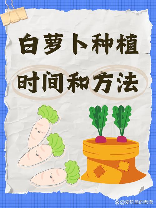 地罗卜何时种？怎么种才高产？-第1张图片-宁夏农业信息网