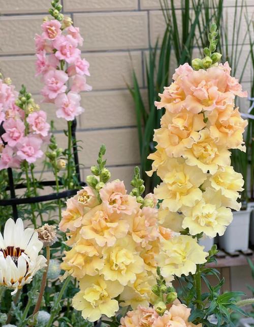 冬季金鱼草怎么养才越冬？-第1张图片-宁夏农业信息网