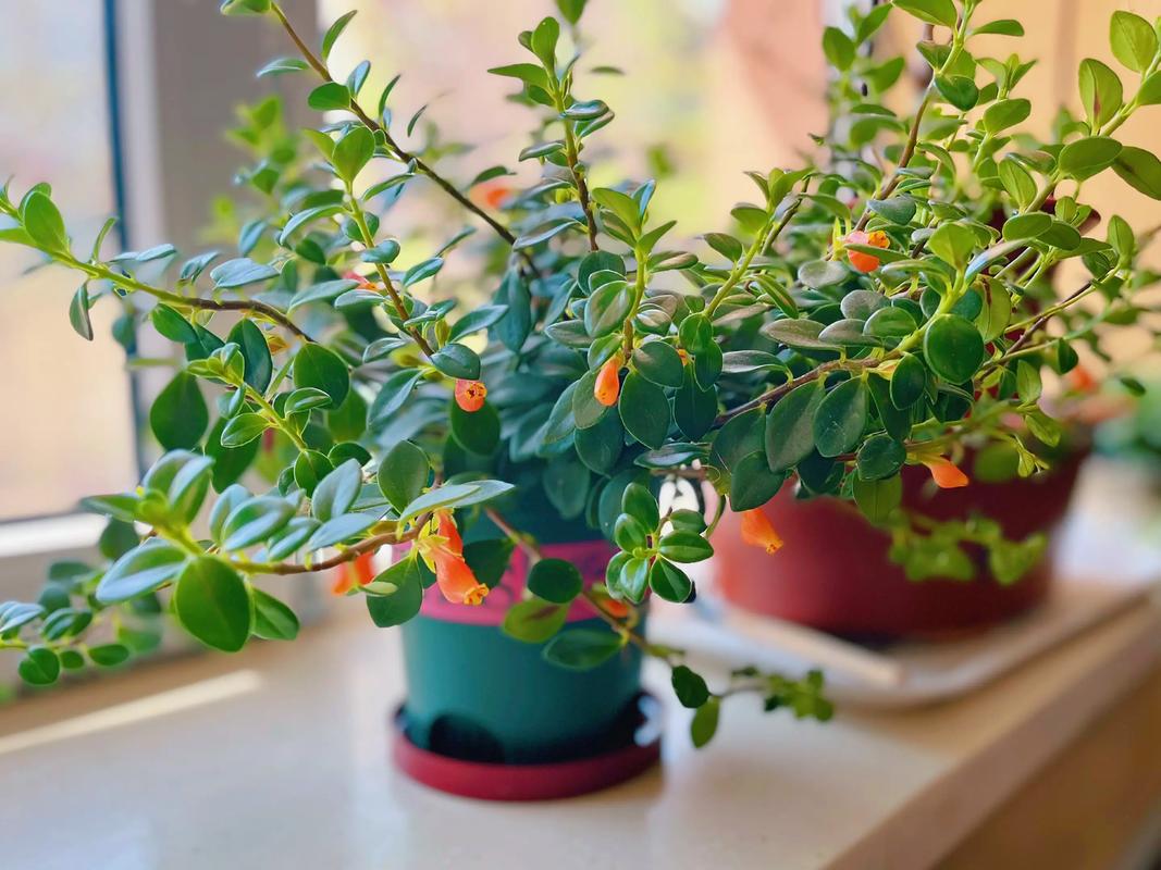 冬季金鱼草怎么养才越冬？-第2张图片-宁夏农业信息网