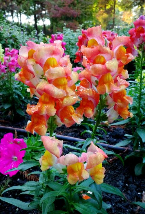 冬季金鱼草怎么养才越冬？-第3张图片-宁夏农业信息网