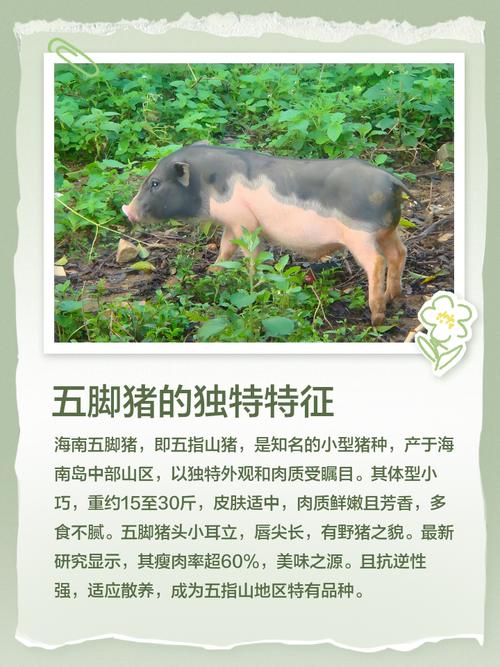 海南五脚猪如何独特饲养?-第1张图片-宁夏农业信息网 海南五脚猪如何独特饲养?-第1张图片-宁夏农业信息网