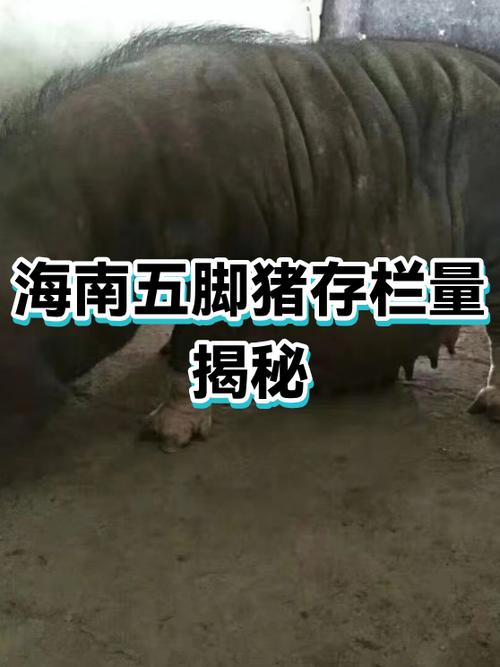 海南五脚猪如何独特饲养?-第2张图片-宁夏农业信息网 海南五脚猪如何独特饲养?-第2张图片-宁夏农业信息网