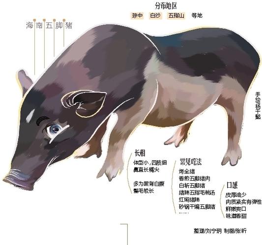 海南五脚猪如何独特饲养?-第3张图片-宁夏农业信息网 海南五脚猪如何独特饲养?-第3张图片-宁夏农业信息网
